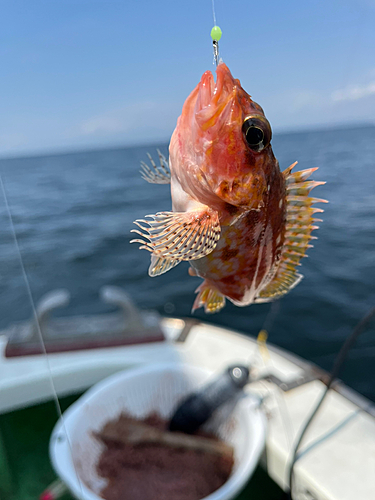 イソカサゴの釣果