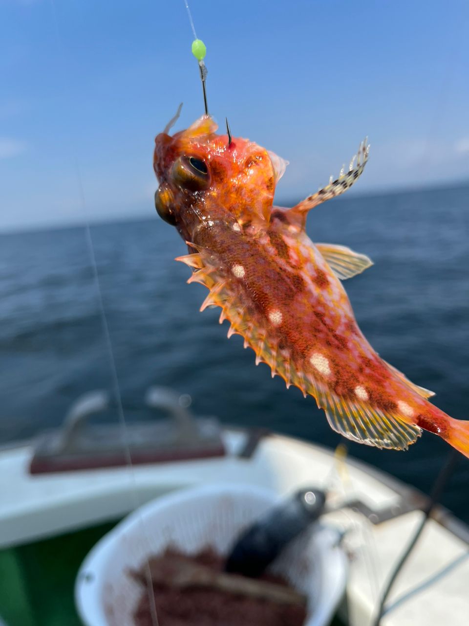 なりたなおとさんの釣果 2枚目の画像