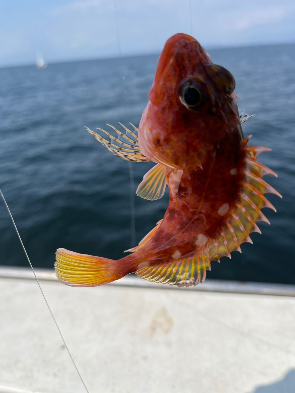 なりたなおとさんの釣果 3枚目の画像