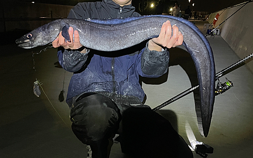 ダイナンアナゴの釣果