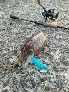 コウイカの釣果