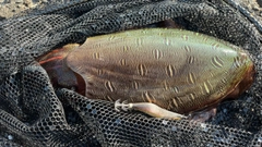 モンゴウイカの釣果