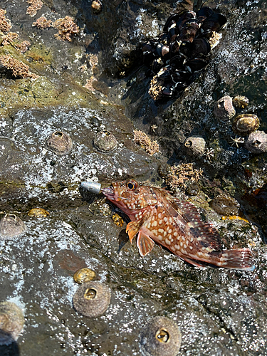 カサゴの釣果