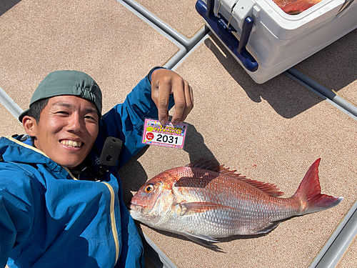 マダイの釣果