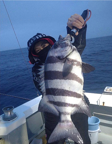 イシダイの釣果