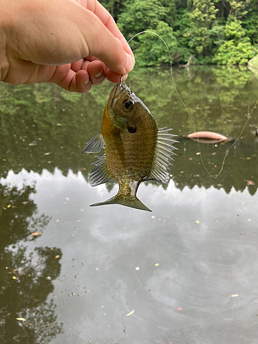 ブルーギルの釣果