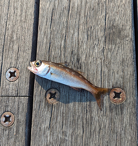 ムツの釣果