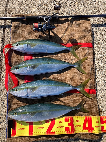 イナダの釣果