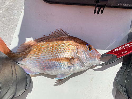 マダイの釣果