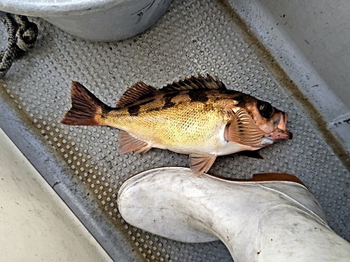 ヤナギの釣果