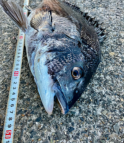 クロダイの釣果