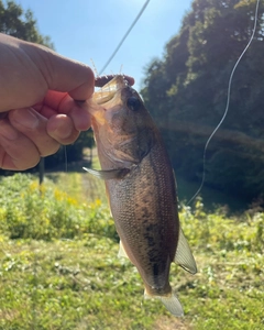 ラージマウスバスの釣果