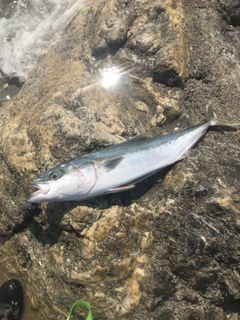 ワラサの釣果