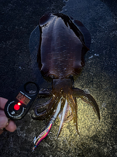 アオリイカの釣果