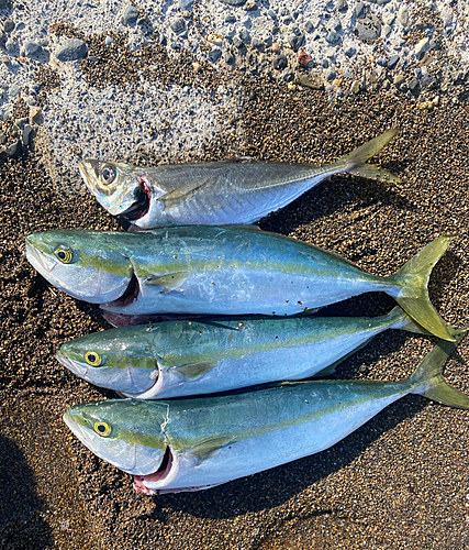 イナダの釣果