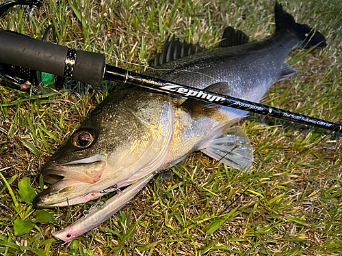 シーバスの釣果