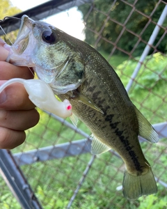 ラージマウスバスの釣果