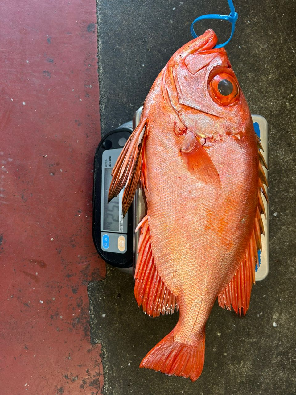 もっぱらクルージングさんの釣果 2枚目の画像