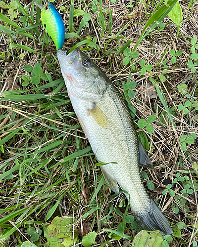 ラージマウスバスの釣果