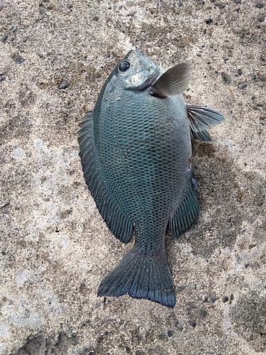 メジナの釣果