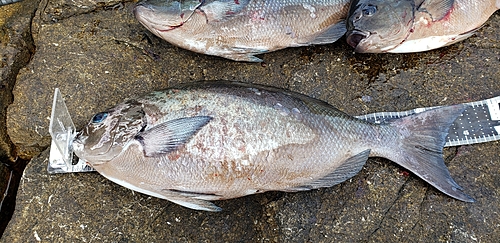 オナガグレの釣果