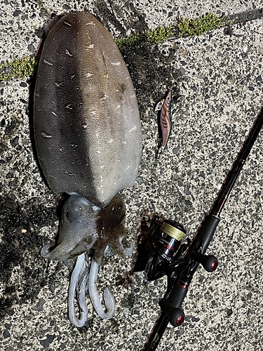 モンゴウイカの釣果