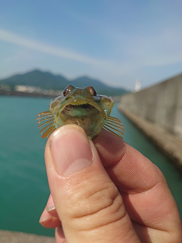 アナハゼの釣果