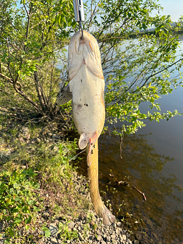 ナマズの釣果