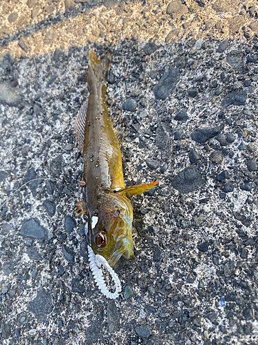 アナハゼの釣果