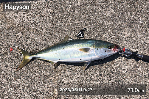 メジロの釣果