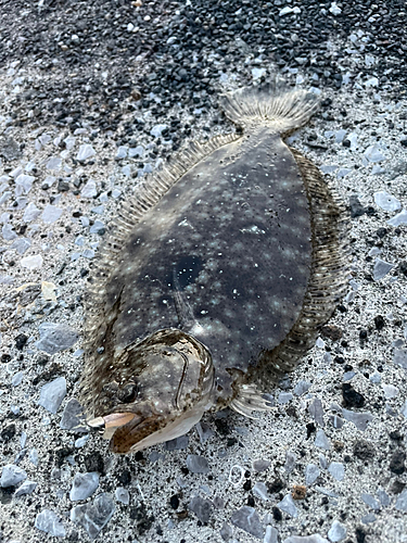 ガンゾウビラメの釣果