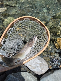 イワナの釣果