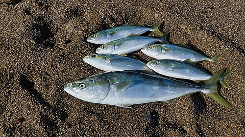 ワラサの釣果