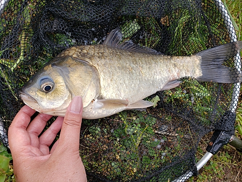 ヘラブナの釣果