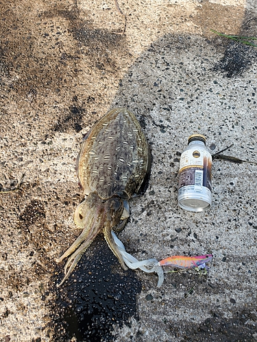 モンゴウイカの釣果