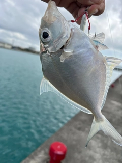 ガーラの釣果