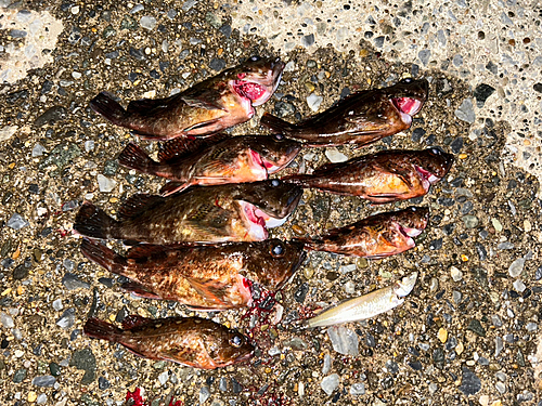 カサゴの釣果