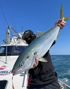 ブリの釣果