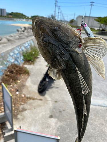 ミナミマゴチの釣果