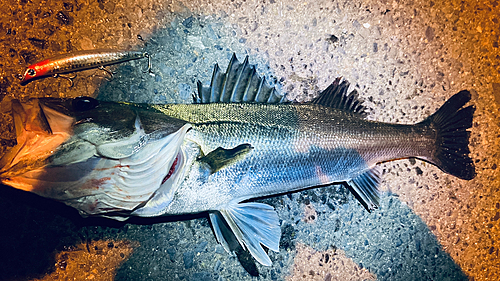 スズキの釣果