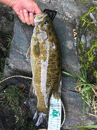 スモールマウスバスの釣果