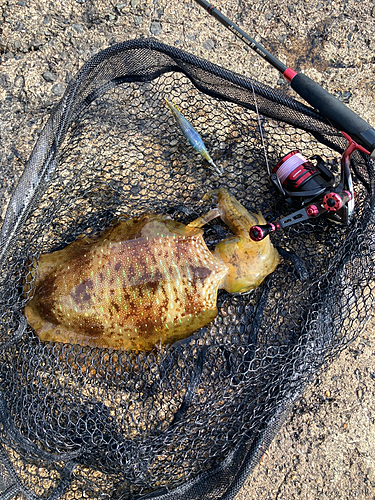 アオリイカの釣果