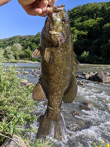 スモールマウスバスの釣果