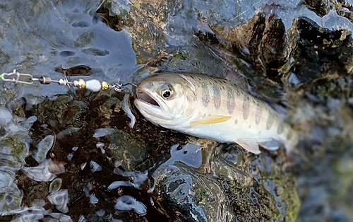 ヤマメの釣果