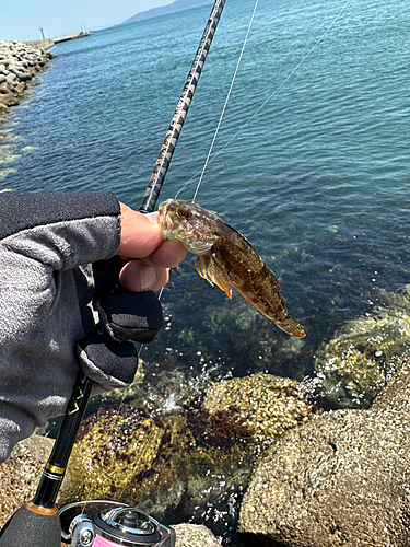 アナハゼの釣果