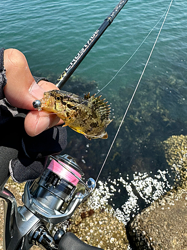 タケノコメバルの釣果