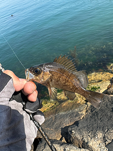 アカメバルの釣果