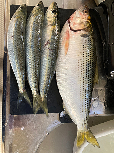 コノシロの釣果