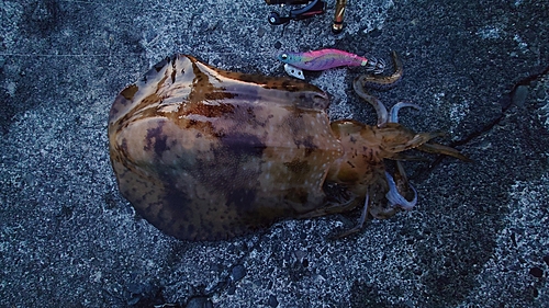 アオリイカの釣果