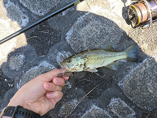 ラージマウスバスの釣果